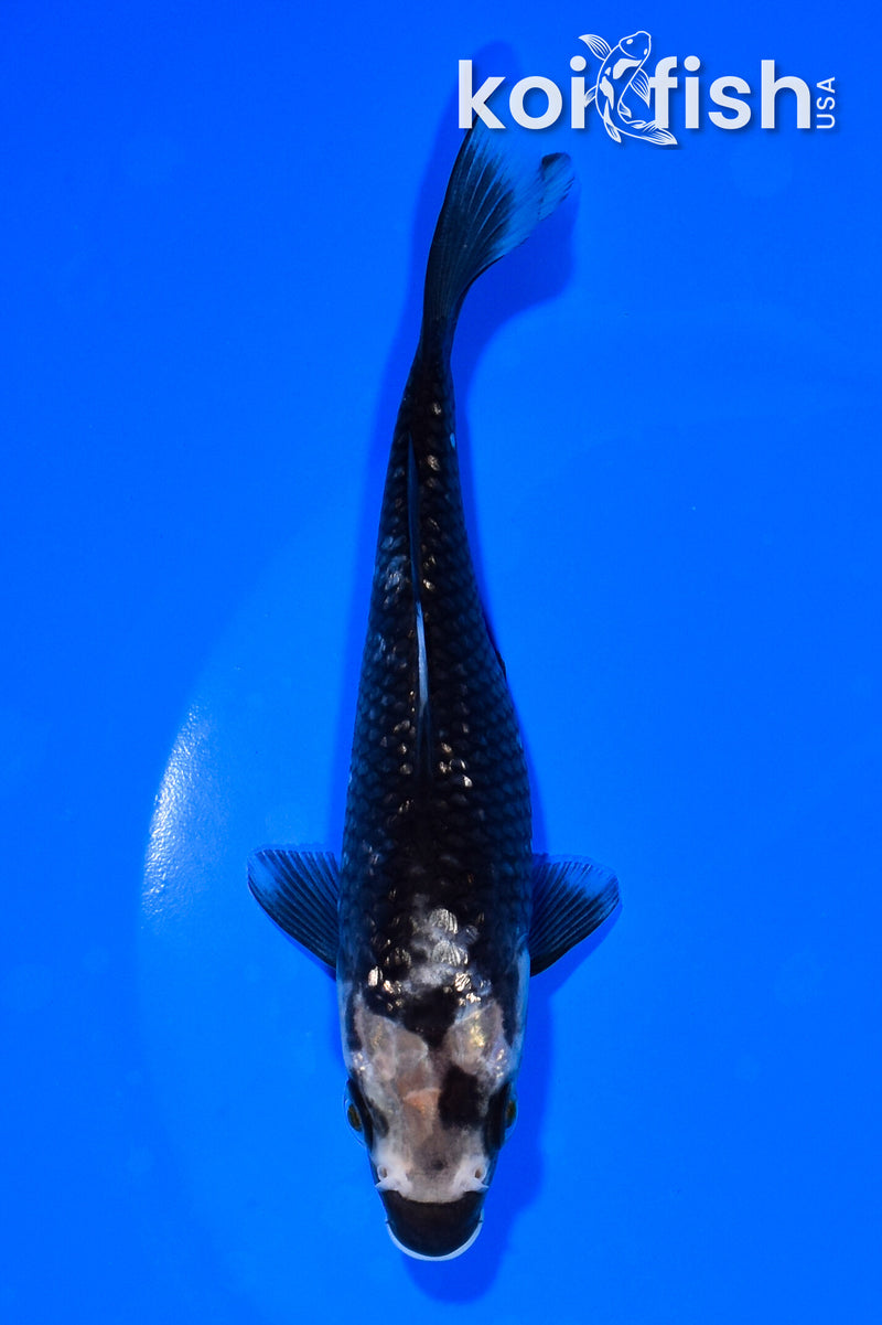 5.75" GINRIN MATSUKAWABAKE