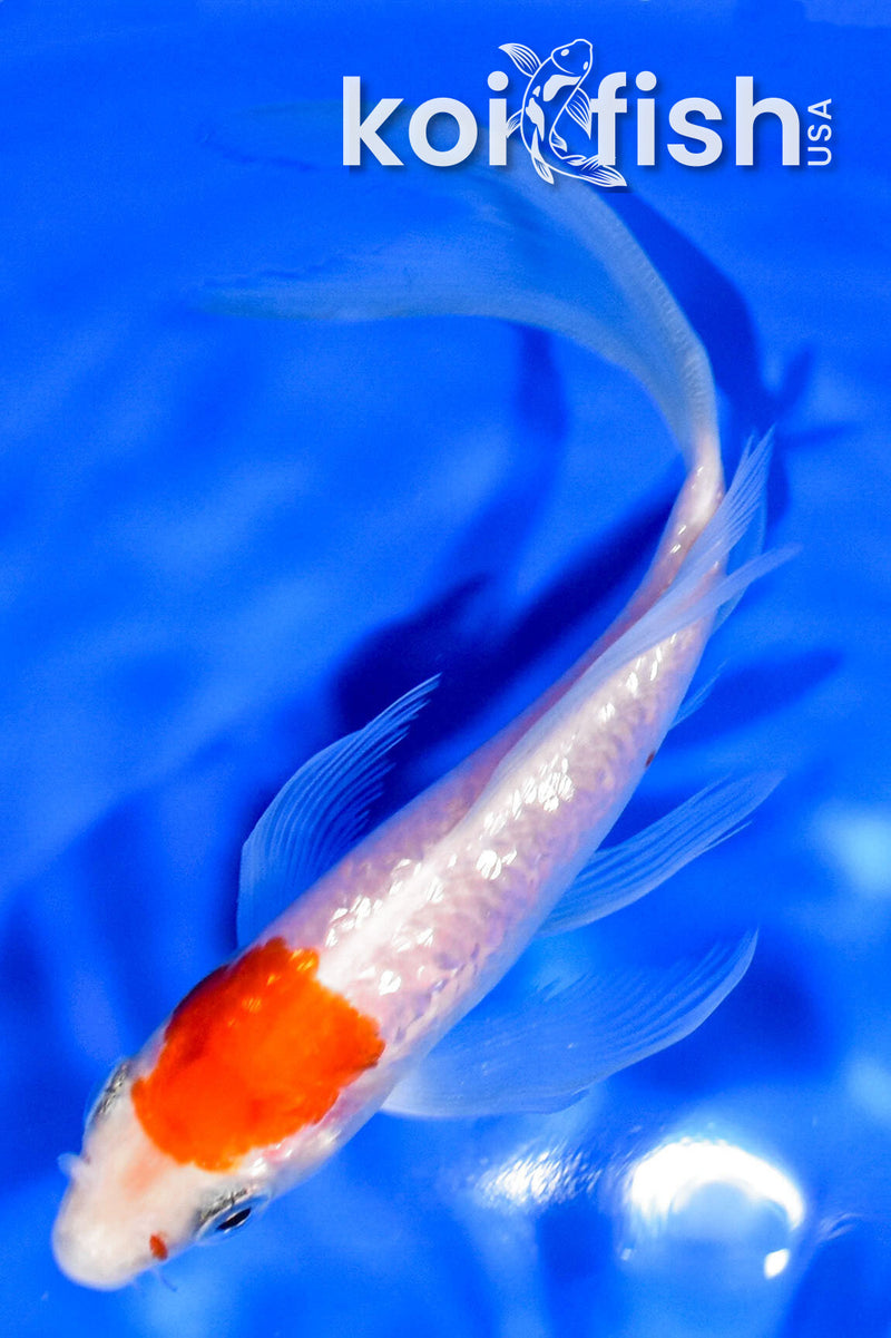 5.25" GINRIN KOHAKU BUTTERFLY