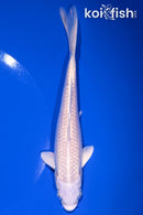 6.25" PLATINUM OGON