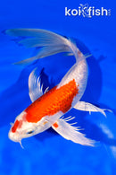 8.75" GINRIN HARIWAKE BUTTERFLY