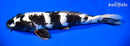 12.5" GIN SHIRO UTSURI