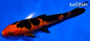 6.75" ORENJI BEKKO