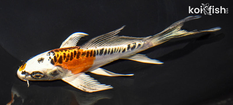 6" DOITSU KUJAKU BUTTERFLY