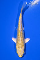 4.5" GINRIN YAMABUKI OGON