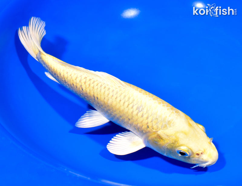 8.75" YAMABUKI OGON