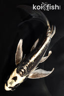 7.25" ARAGOKE KIKOKURYU BUTTERFLY