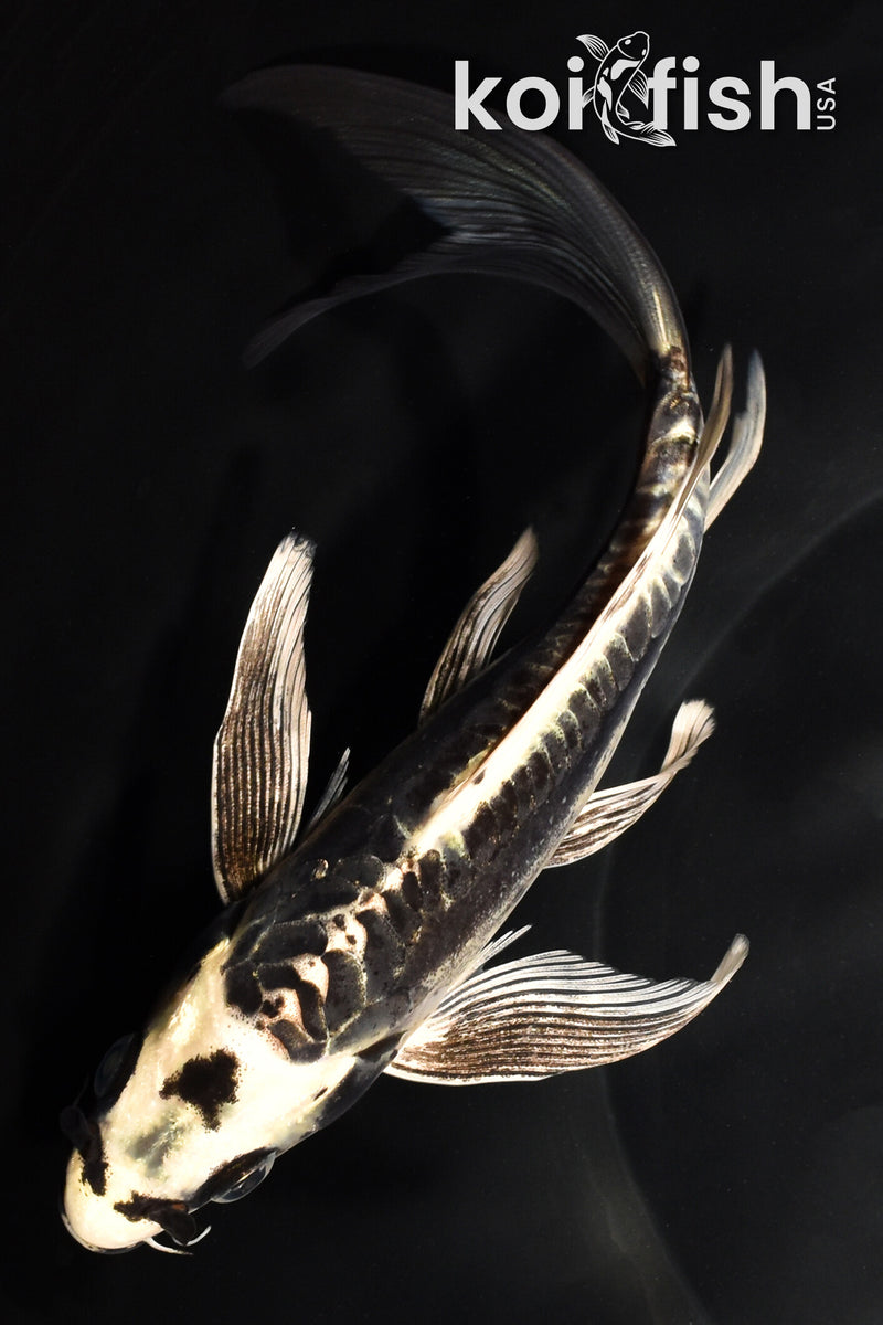 7.25" ARAGOKE KIKOKURYU BUTTERFLY