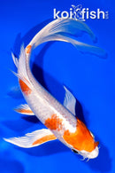 8" HARIWAKE BUTTERFLY