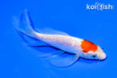5.25" GINRIN KOHAKU BUTTERFLY