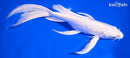 8" PLATINUM OGON BUTTERFLY