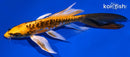 6.25" BENI KIKOKURYU BUTTERFLY