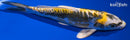 7.25" KIN KIKOKURYU