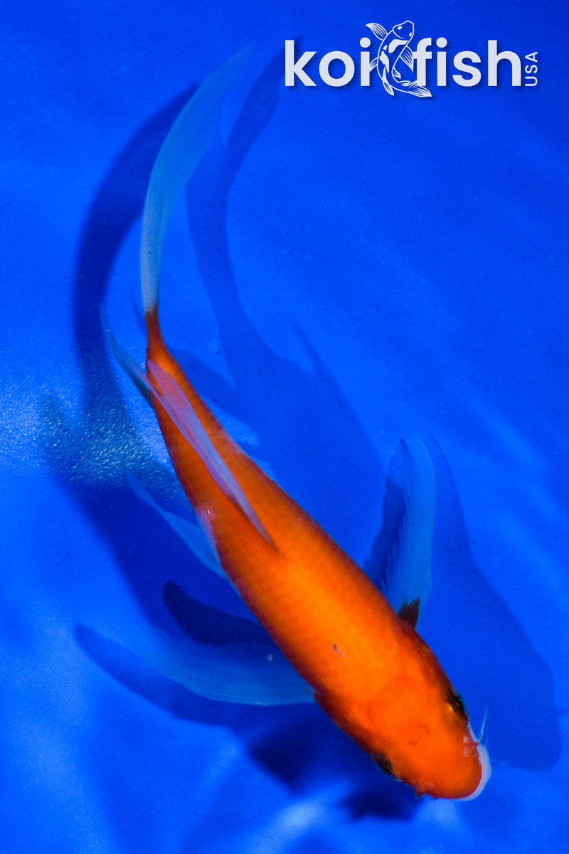4.5" KOHAKU BUTTERFLY