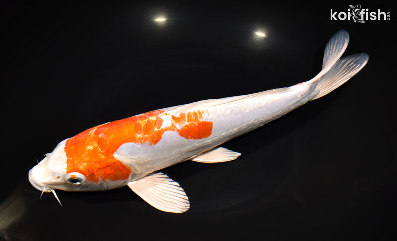 11.5" KIKUSUI