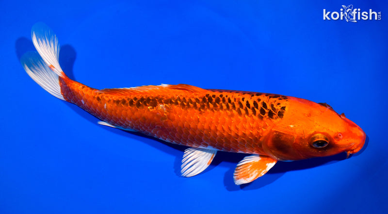 10.75" ORENJI MATSUBA