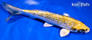 7.75" GINRIN KUJAKU