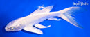 5.75" PLATINUM OGON BUTTERFLY