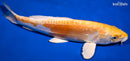 11.5" DOITSU LEMON HARIWAKE