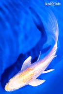 6" GINRIN LEMON HARIWAKE BUTTERFLY