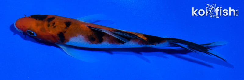 4.5" SANKE BUTTERFLY