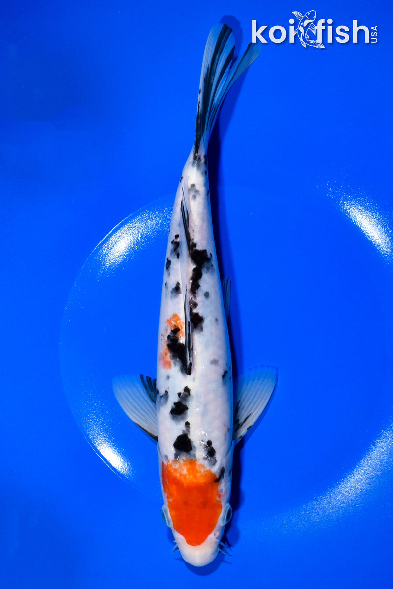 10.5" SANKE