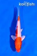 5" HARIWAKE