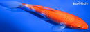 6.5" KOHAKU