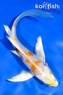 6" HARIWAKE BUTTERFLY