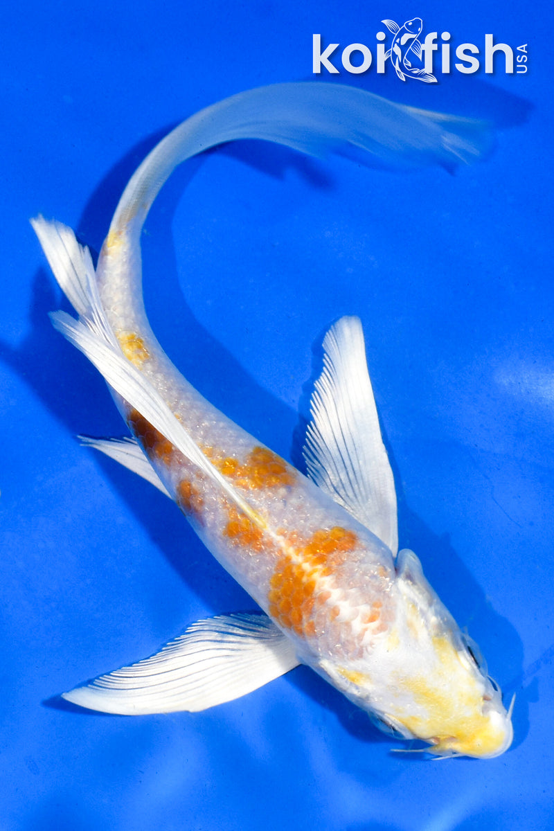 6" HARIWAKE BUTTERFLY