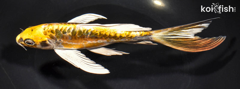 7.75" KIN KIKOKURYU BUTTERFLY