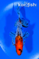 5.75" CALICO WATONAI GOLDFISH