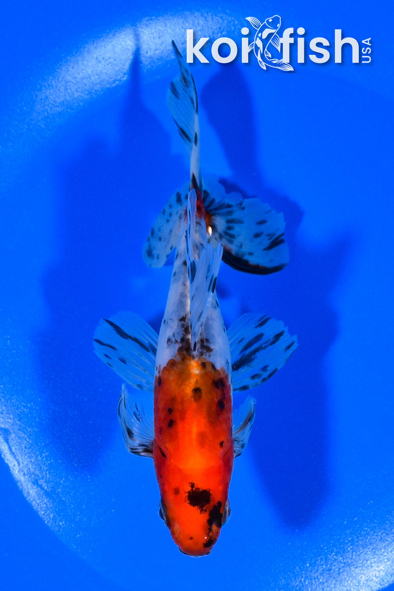5.75" CALICO WATONAI GOLDFISH