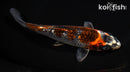 6.75" GINRIN BENI GINGA
