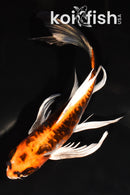 7.5" ARAGOKE BENI KIKOKURYU BUTTERFLY