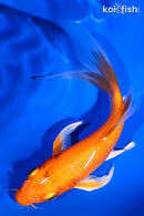 6.25" ORENJI OGON BUTTERFLY