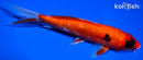 7.75" HEISEI NISHIKI