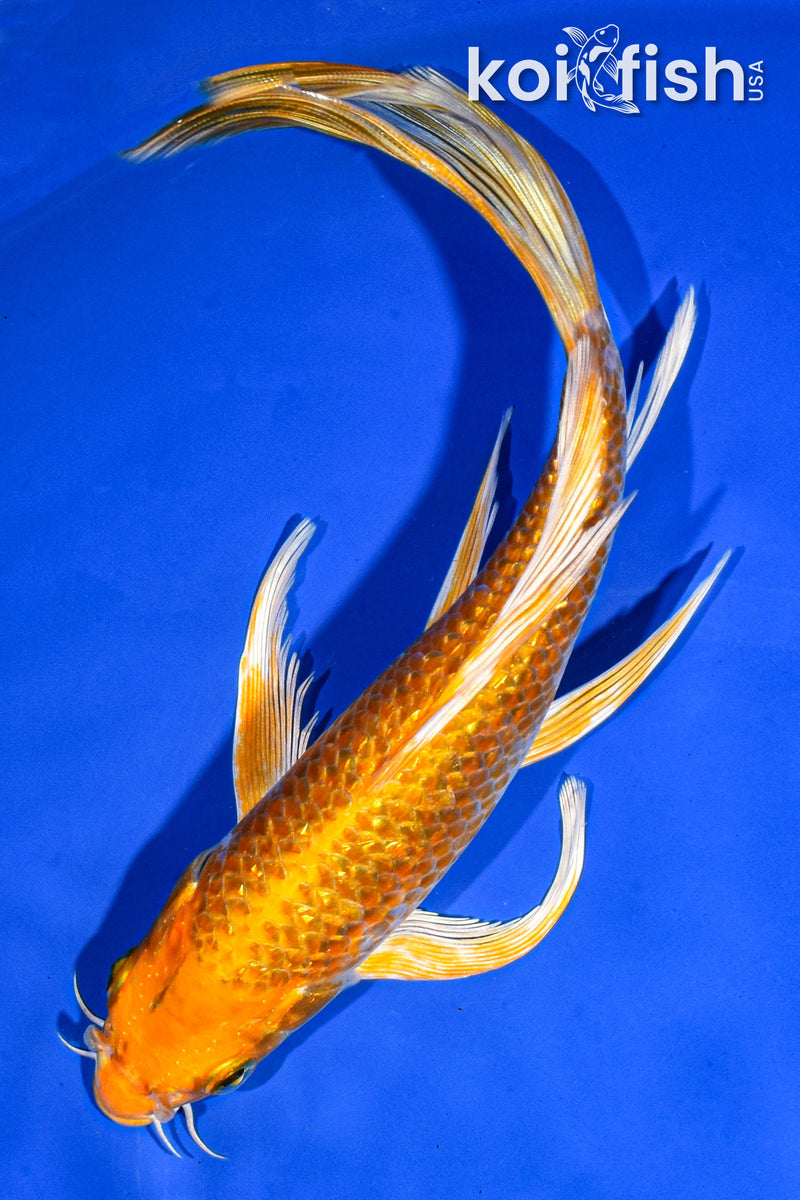 8" GINRIN HARIWAKE BUTTERFLY