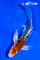 5" YAMATO NISHIKI BUTTERFLY