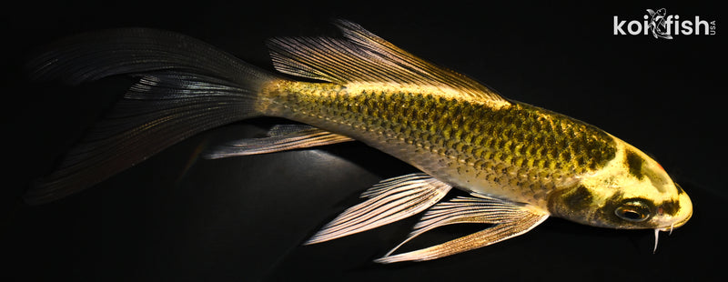 6" KI MATSUBA BUTTERFLY