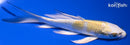 5.25" YAMATO NISHIKI BUTTERFLY