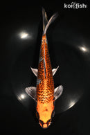 10" GINRIN BENI GINGA