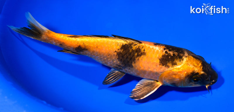 7.75" KIN HI UTSURI