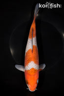 9.5" OCHIBA SHIGURE
