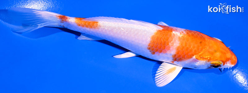 5.25" HARIWAKE