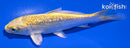 4.5" GINRIN YAMABUKI OGON