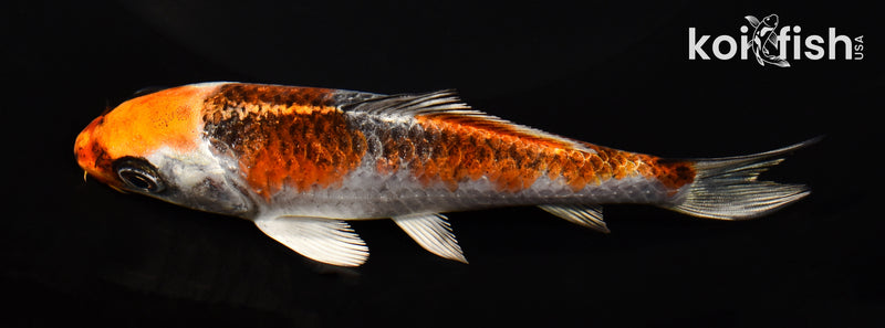 4.75" KUJAKU