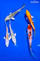 PACK OF (5) 4-5" STANDARD KOI
