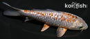 5.75" GINRIN METALLIC OCHIBA SHIGURE