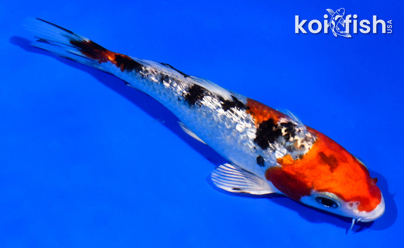 5" GINRIN YAMATO NISHIKI