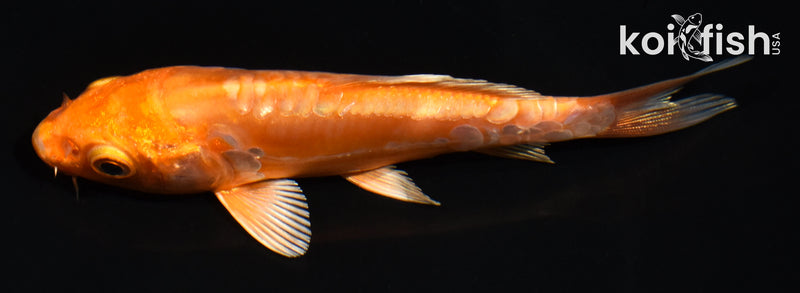 4.5" DOITSU ORENJI OGON